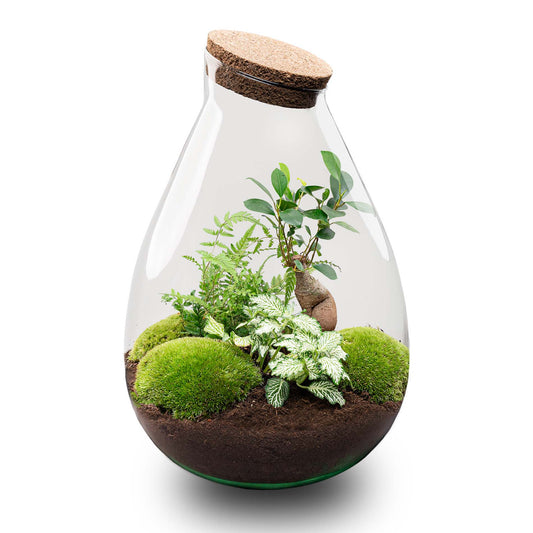 Terrarium Diy Kit - Drop Xl Bonsai 'Green' - Bottle Garden - ↑ 37 Cm